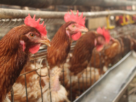 Drummond Reaches Nearly $44 Million Settlement In Poultry Lawsuit