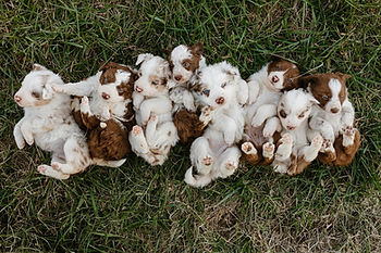 puppies