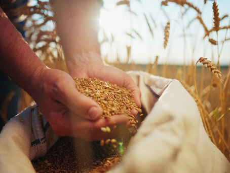 Oklahoma Wheat Crop Drought Damage Worsens