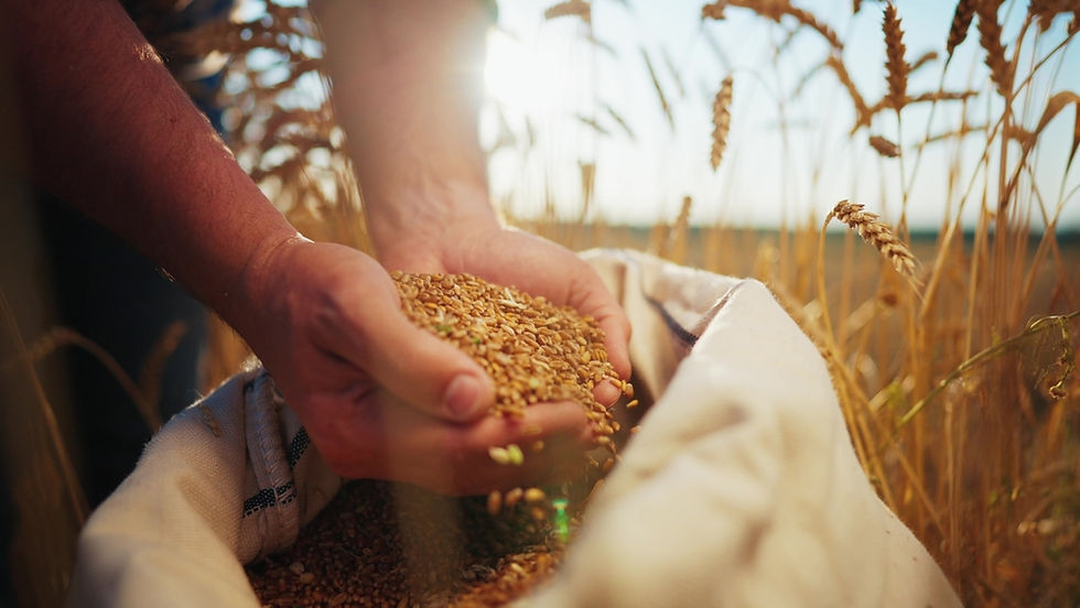 Hands holding grains over a sack in a sunlit wheat field. Golden stalks surround, evoking a sense of harvest and abundance.