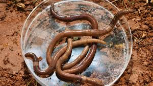 Asian Jumping Worm Spreads Across Oklahoma