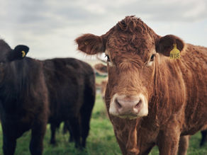 Smoke River Ranch Challenges Oklahoma Securities Investigation