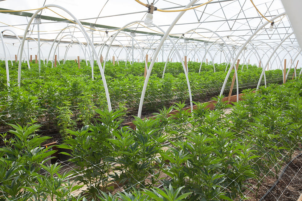 Oklahoma Cannabis Real Estate Market Faces Collapse