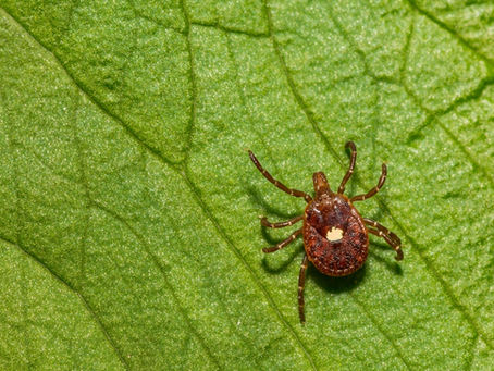 Oklahoma Adds Alpha-gal Syndrome to Disease List