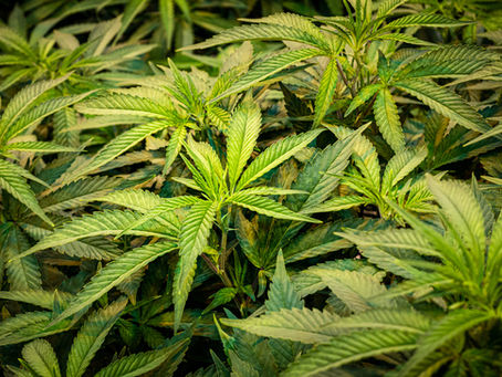 Oklahoma raids target illegal marijuana operations