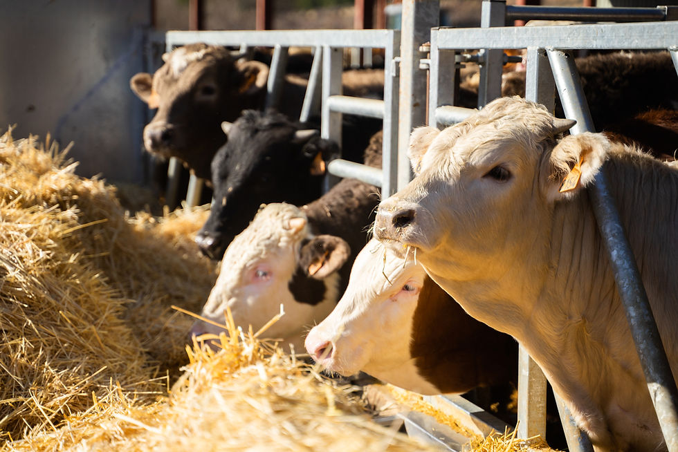 Oklahoma Cattle Slaughter Trends Drop in 2026