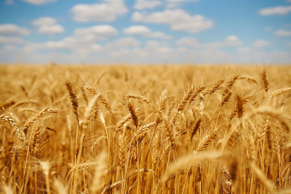 Wavin’ Wheat Oklahoma State Crop Bill Advances