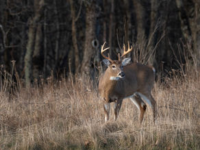 Oklahoma Chronic Wasting Disease Case Confirmed in Texas County