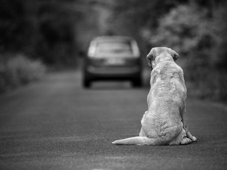 Mustang Police Search for Man Caught Dumping Dog