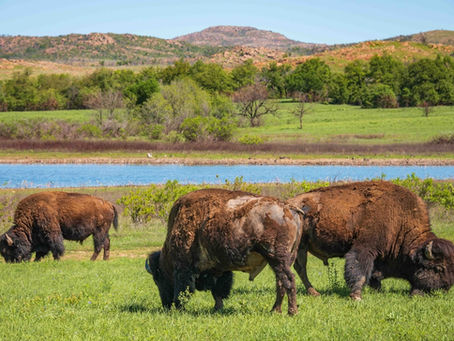 Bison return to Choctaw Nation Oklahoma