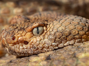 Mangum Rattlesnake Derby Draws Thousands