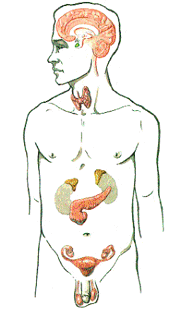 gl__ndulas endocrinas.gif