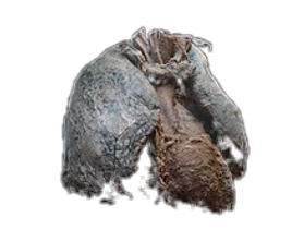 220px-Heart_and_lungs_edited.png