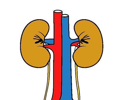 rinones-humanos-el-cuerpo-humano-1162717