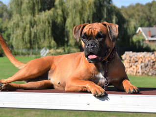 What Really Happens When You Rescue a Dog