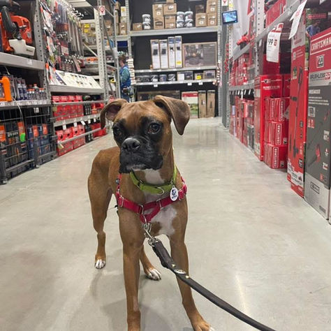 The Secret to Socializing Your Boxer
