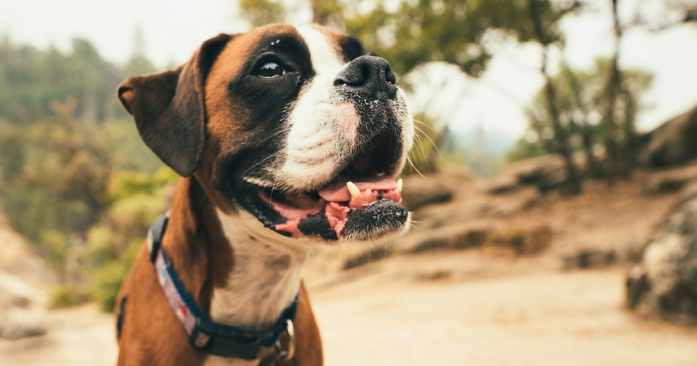 Why Do Boxers Wiggle So Much?