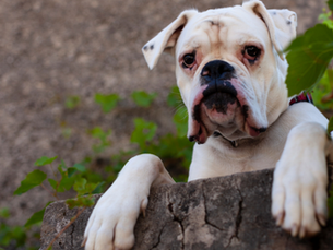 More Facts About White Boxers