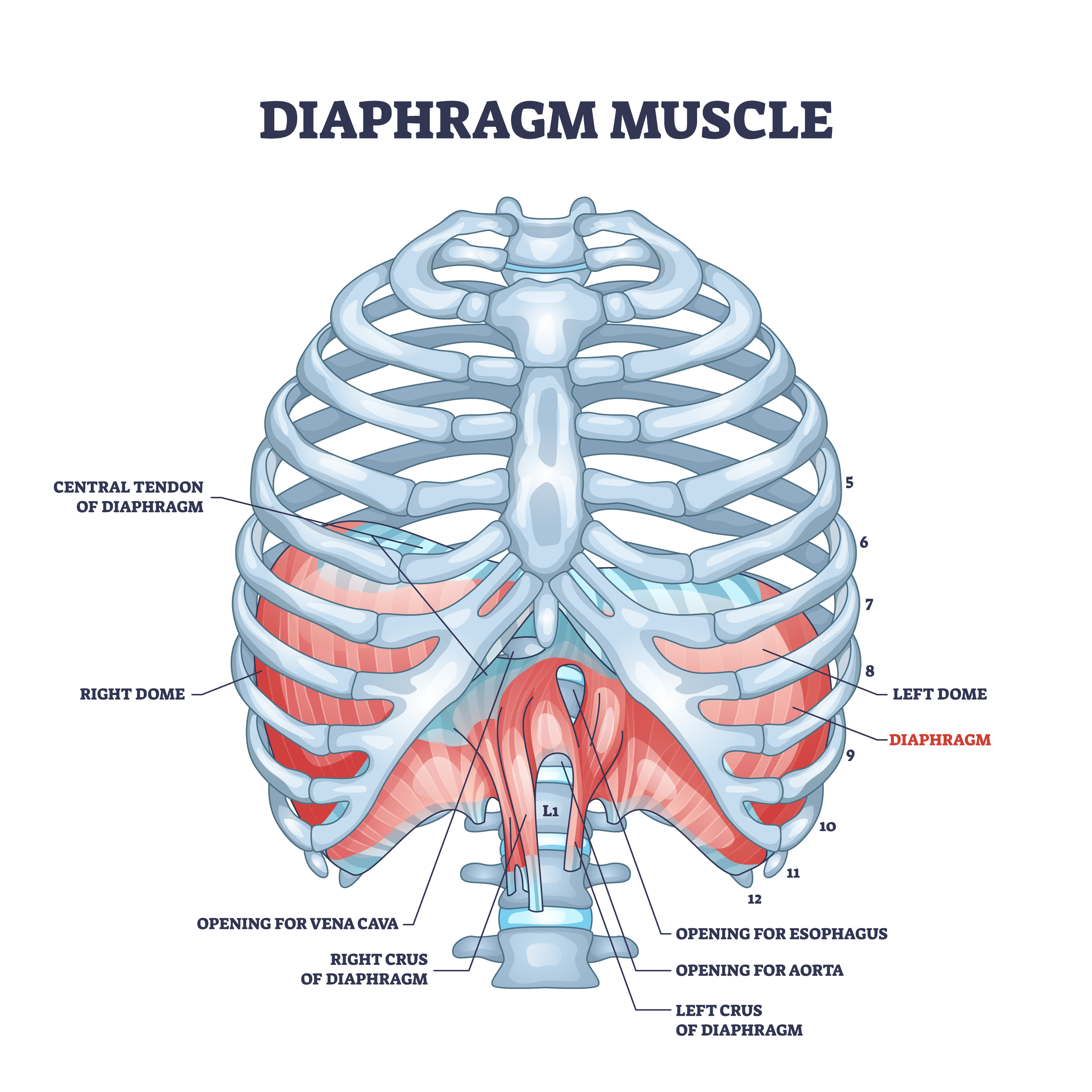 Detailed illustration showcasing the diaphragm muscle, a key component of the respiratory system responsible for efficient breathing and optimal lung function.
