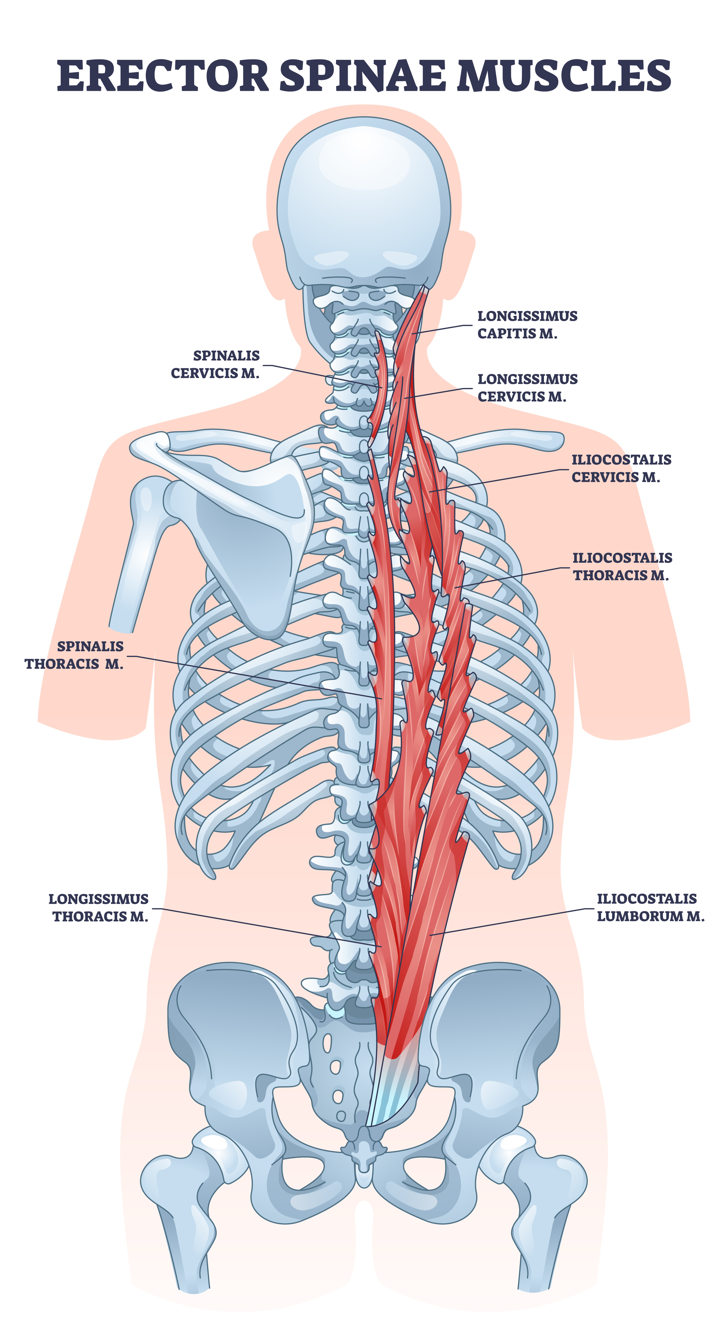 Visual depiction of the erector spinae muscles, the primary core stabilizers supporting spinal extension and posture.
