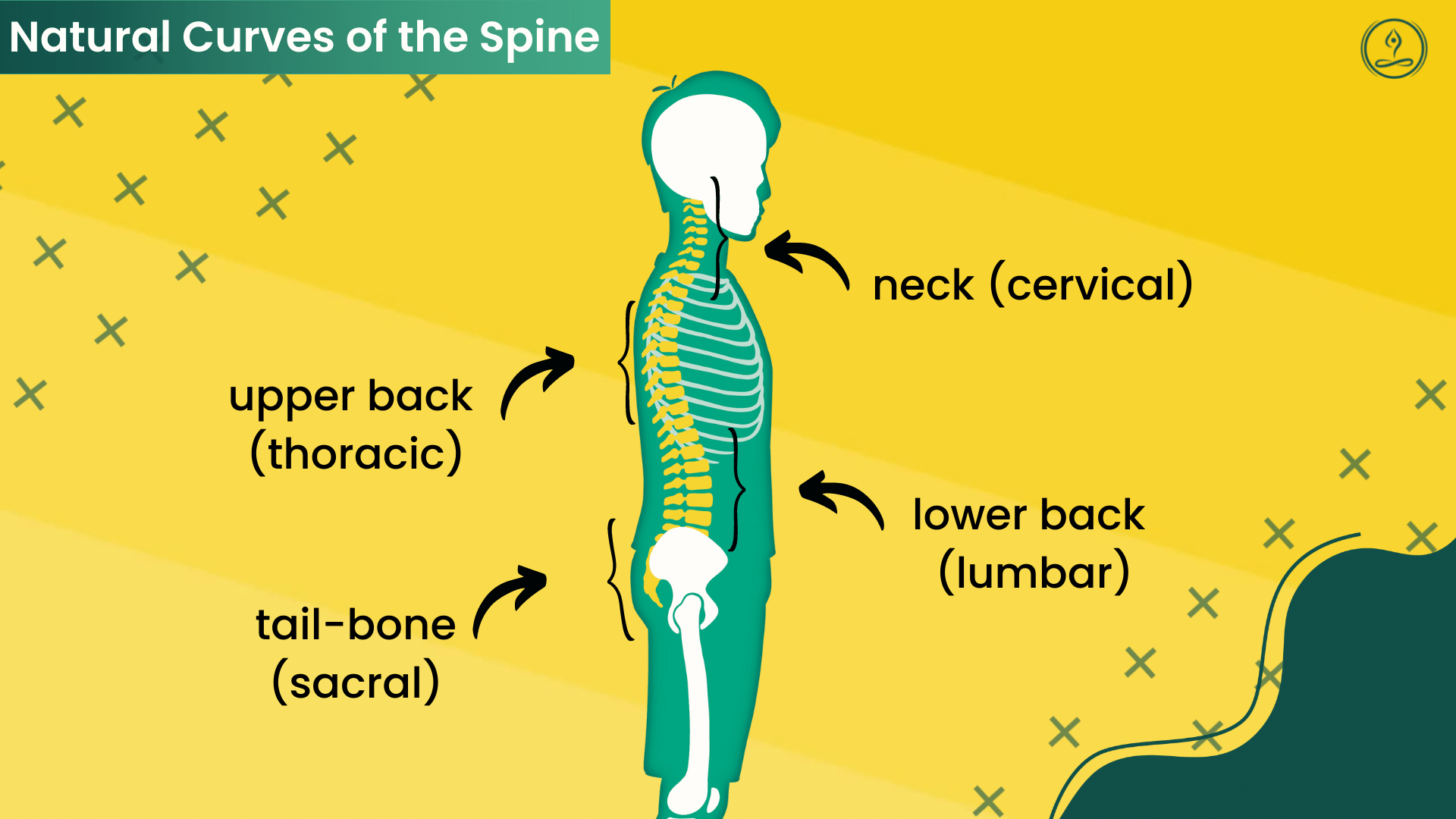 normal curves of the spine