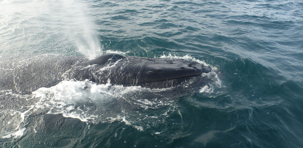 Baleine à bosse.JPG