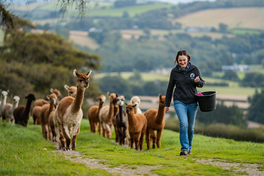 glamping_with_alpacas_wales (34).jpg