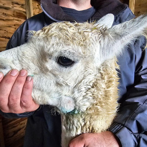 How to Treat a Tooth Root Abscess in an Alpaca