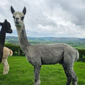 Alpacas for sale in Wales
