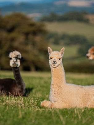 Alpaca Your Bags for Hush Hush Glamping!