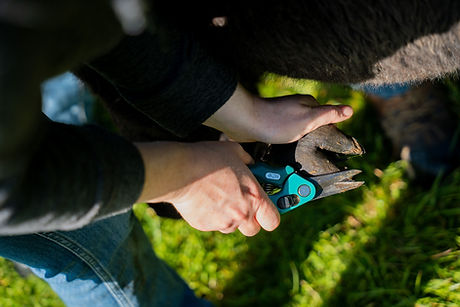 alpaca courses in Wales (3).jpg