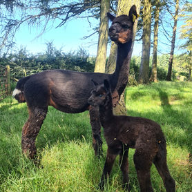 Alpacas for sale in Wales