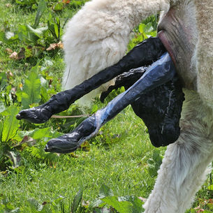 Breeding Alpacas: Part 4 (Birthing)