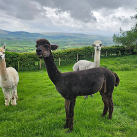 Alpacas for sale in Wales
