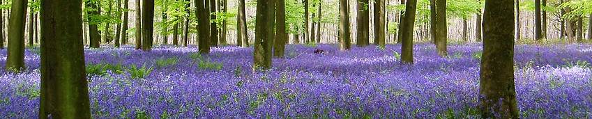 Bluebells-in-Kings-Wood-1a-e161606606164