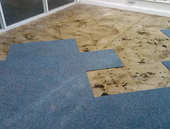 carpet-removal1.webp