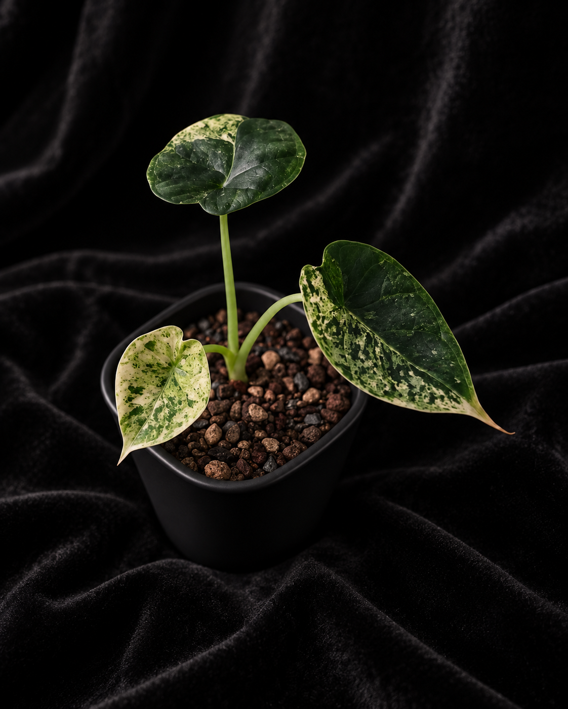 Alocasia Dragon Scale Mint