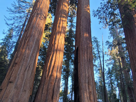 Land Of The Giant Trees - Sequoia National Park