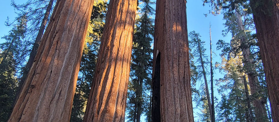 Land Of The Giant Trees - Sequoia National Park