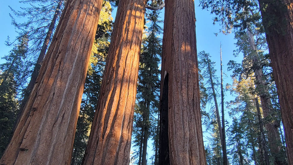 Land Of The Giant Trees - Sequoia National Park