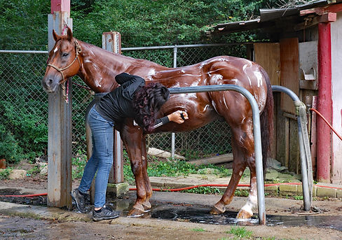 washing the horse(1).jpg