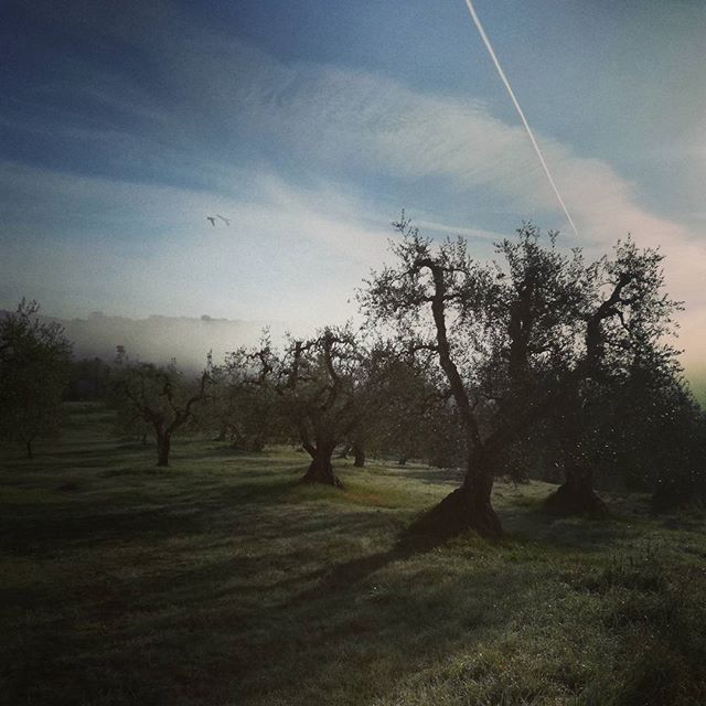 Mist in the olive grove