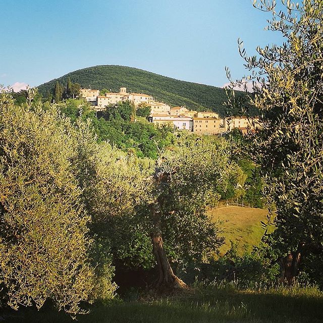 Santa Luce through the olive trees