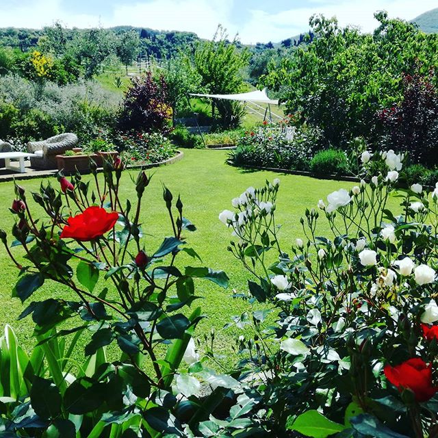 Bloomin' lovely!__#rosesarered #garden #lawns #flowers #naturalbeauty #sailshade #meiland #landscape