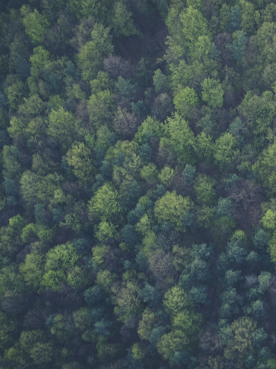 forrest.png