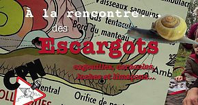 A la rencontre des escargots