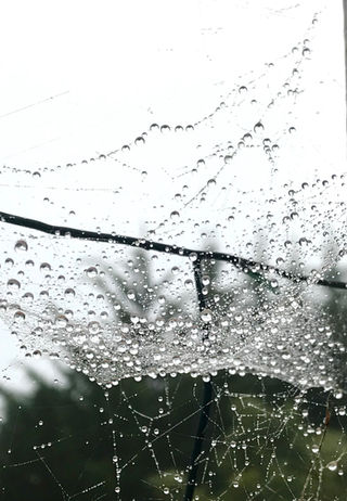 The Invisible Net