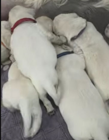 Inside the puppy pen, day 9 | The Easter litter