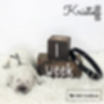 Blocky head English Golden Retriever Puppy in Indiana