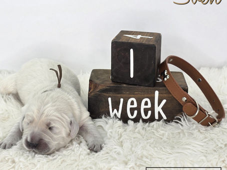 The Frozen Litter is One Week Old Today 